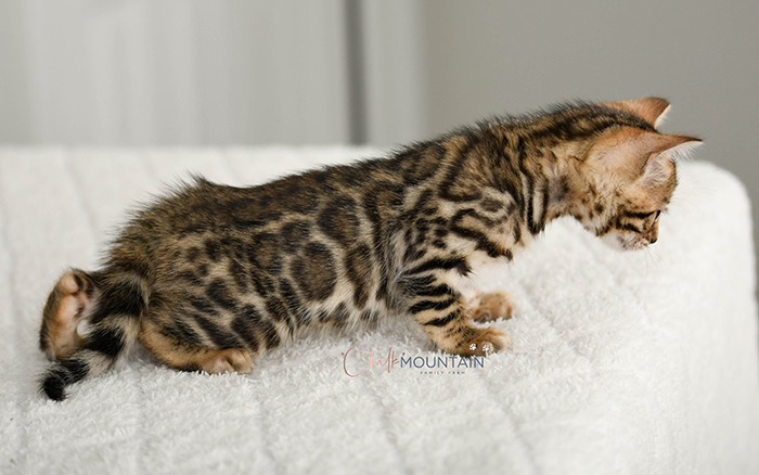 Bengal kitten for sale